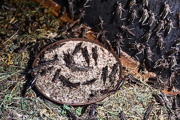 Countries are lining up for insects produced in Turkey.
