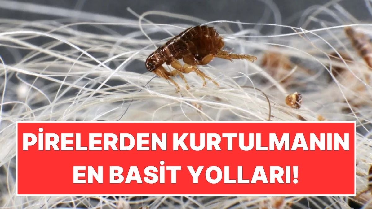 Evdeki Pirelerden Kimyasal Kullanmadan Kurtulmanın Doğal Yolları!