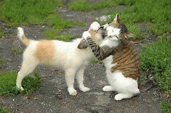 Elde edilen sonuçlar, hem kedi hem de köpeklerle etkileşimin genel olarak olumlu duyguları artırdığını ve olumsuz hisleri azalttığını gösterdi.