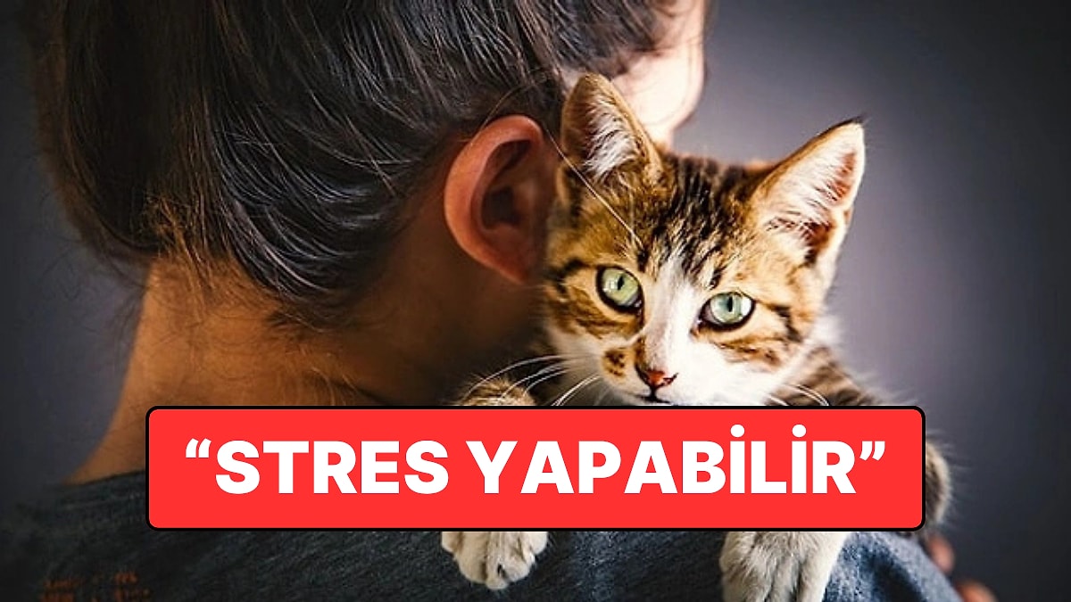 Kedilere Sarılmak Her Zaman Rahatlatmıyor: Stres Anında Etkisi Tersine Dönebilir
