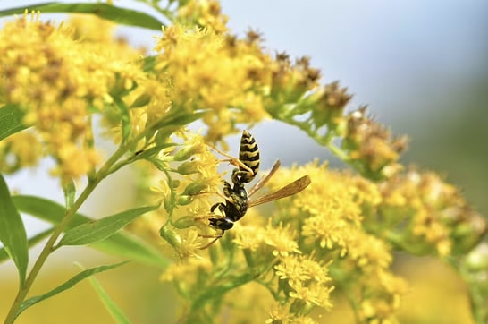 How Hanging a Single Plastic Bag in Your Garden Keeps Wasps Away Permanently