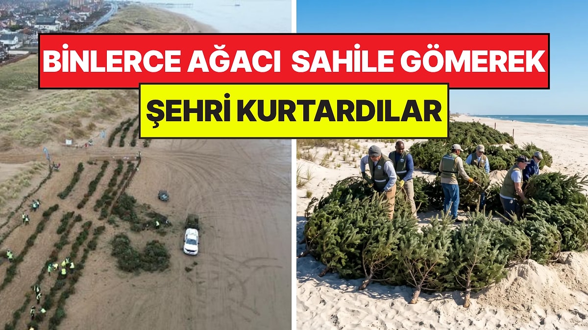 Binlerce Noel Ağacını Sahil Şeridine Gömdüler: Şehri Kurtaran Proje Oldu