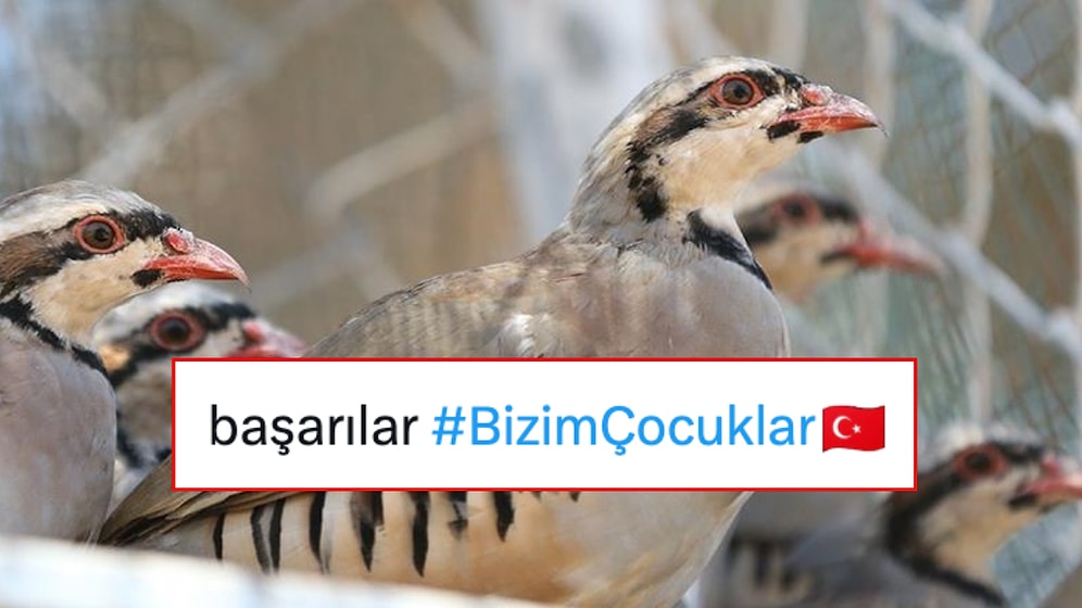Kenelerin Canını Okuyacak Kahraman Keklikler Sahaya Çıkınca X’te Mizah Şov Başladı