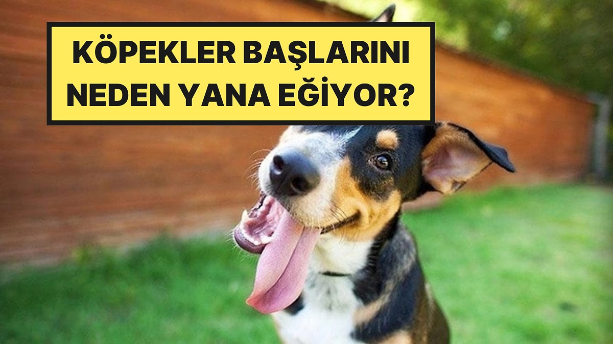 Köpeğiniz Sizi Dinlerken Başını Eğiyorsa Sebebi Sandığınızdan Farklı