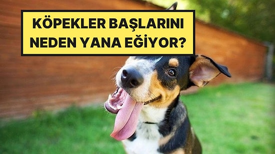 Köpeğiniz Sizi Dinlerken Başını Eğiyorsa Sebebi Sandığınızdan Farklı