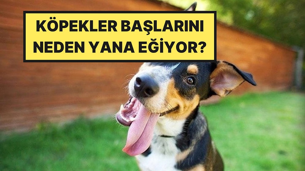 Köpeğiniz Sizi Dinlerken Başını Eğiyorsa Sebebi Sandığınızdan Farklı