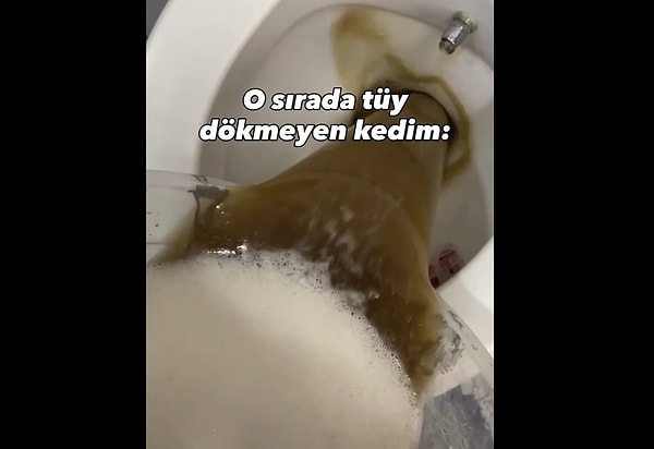 Peki, tüyü olmayan bir kedi nasıl olur da evdeki eşyaları bu derece kirletebilir?
