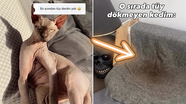 The Struggle Is Real: Woman Shares Intense Cleaning Routine for Her Hairless Sphynx Cat