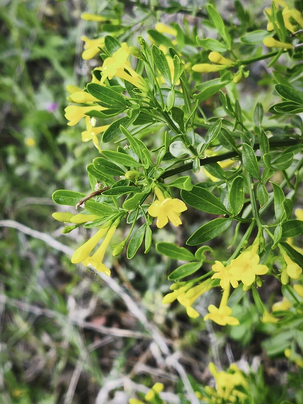 4. Yaban Yasemini (Bittersweet Nightshade)