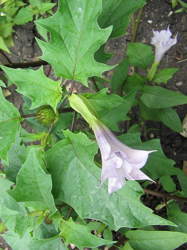 6. Tatula / Pipe Weed (Thorn Apple)