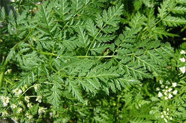 3. Poison Hemlock (Baldıran Otu)