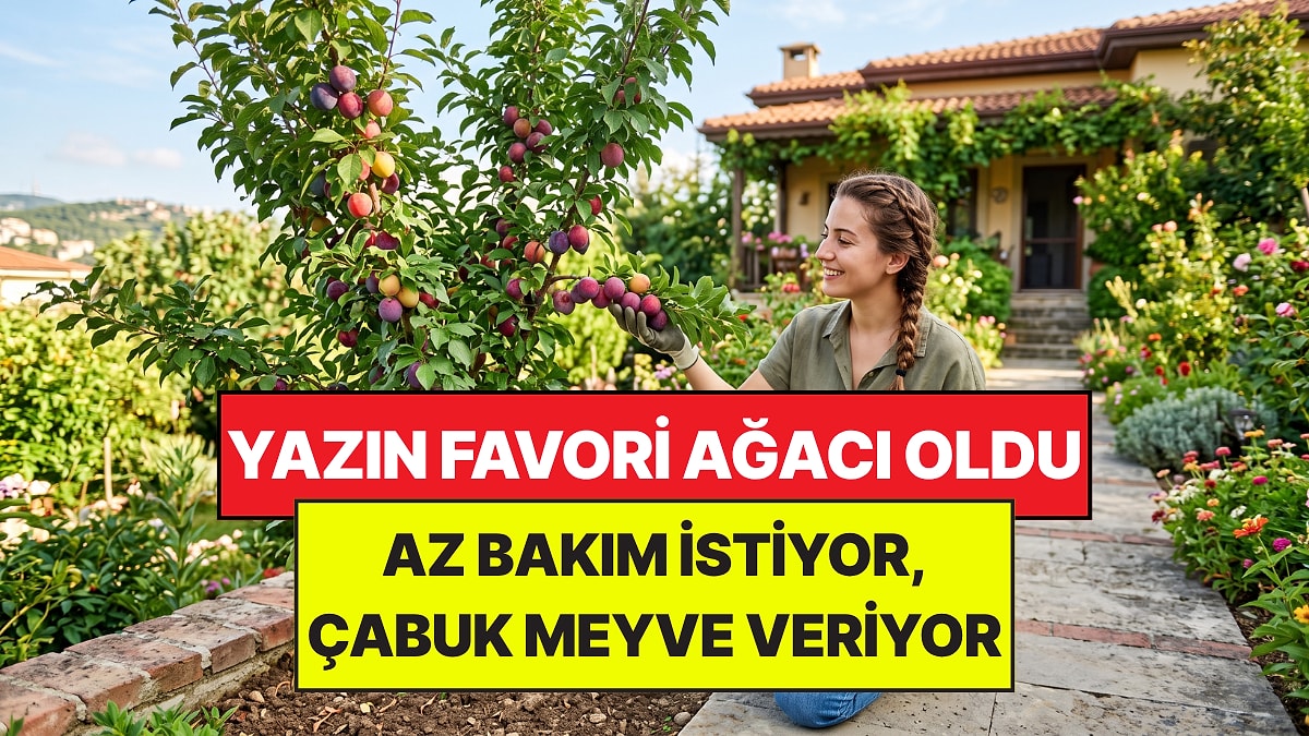Bahçe Uzmanları Yazın Favori Ağacını Açıkladı: Az Bakım İstiyor, Ağustos’ta Meyve Veriyor!