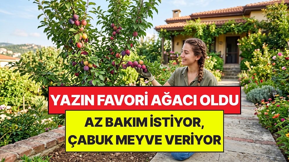 Bahçe Uzmanları Yazın Favori Ağacını Açıkladı: Az Bakım İstiyor, Ağustos’ta Meyve Veriyor!