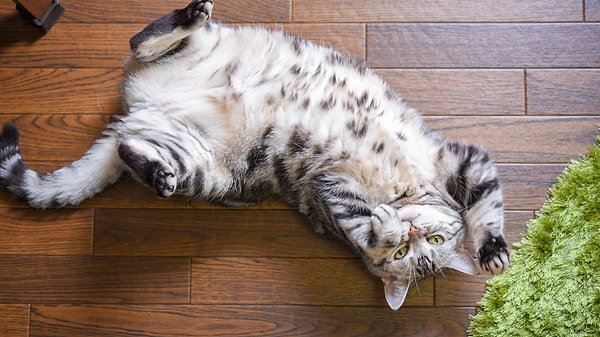 Your cat might be demonstrating its trust in you!
