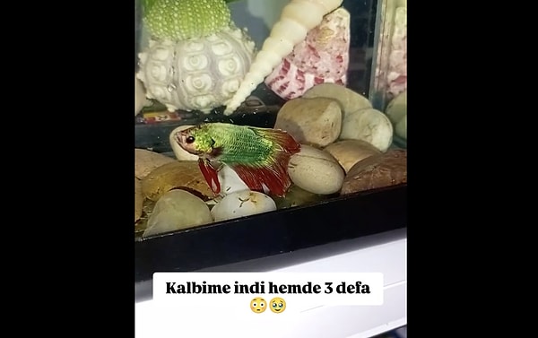 Everyone who has ever dabbled in the aquarium hobby has likely experienced a moment of panic upon finding their fish utterly motionless, either floating on the water's surface or hidden amongst the decorations.