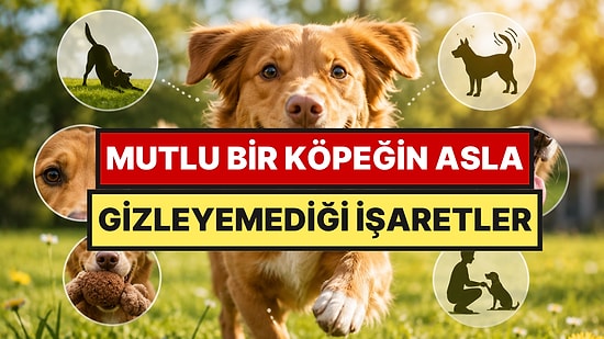 Köpeğinizin Mutlu Olduğunu Gösteren, Çoğu Kişinin Kaçırdığı İşaretler
