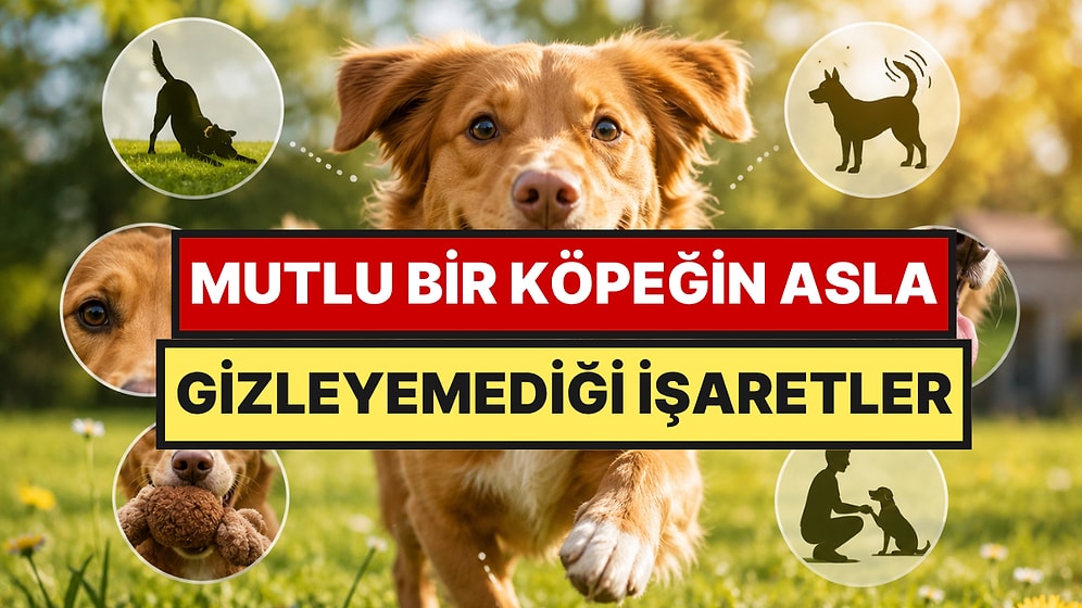 Köpeğinizin Mutlu Olduğunu Gösteren, Çoğu Kişinin Kaçırdığı İşaretler