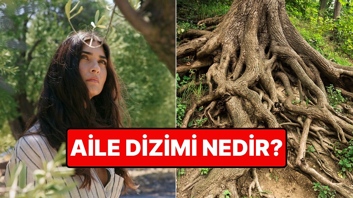 Zeytin Ağacı Dizisiyle Meşhur Olan Aile Dizimi Nedir? Aile Dizimi Nasıl Yapılır?