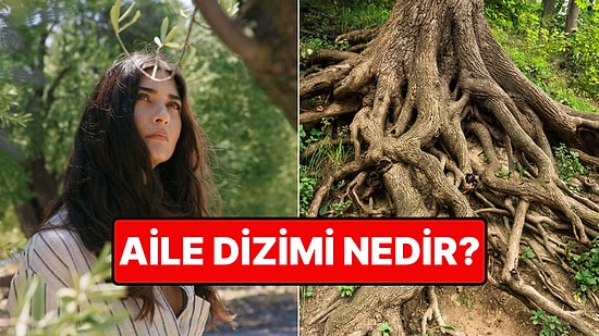 Zeytin Ağacı Dizisiyle Meşhur Olan Aile Dizimi Nedir? Aile Dizimi Nasıl Yapılır?