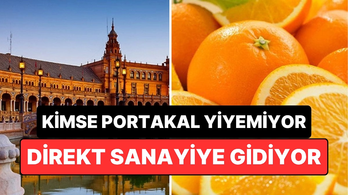 50 Bin Portakal Ağacı Olsa da Kimsenin Yiyemediği Şehir: Direkt Sanayiye Gidiyor!