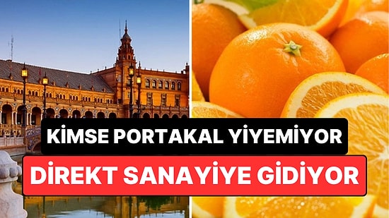 50 Bin Portakal Ağacı Olsa da Kimsenin Yiyemediği Şehir: Direkt Sanayiye Gidiyor!