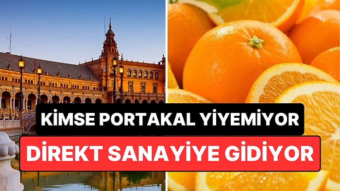 50 Bin Portakal Ağacı Olsa da Kimsenin Yiyemediği Şehir: Direkt Sanayiye Gidiyor!