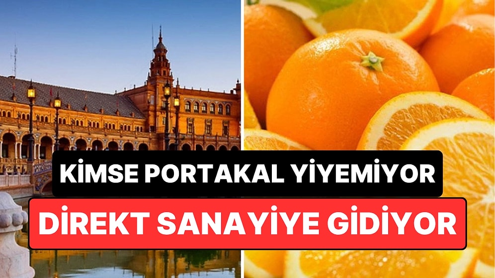 50 Bin Portakal Ağacı Olsa da Kimsenin Yiyemediği Şehir: Direkt Sanayiye Gidiyor!