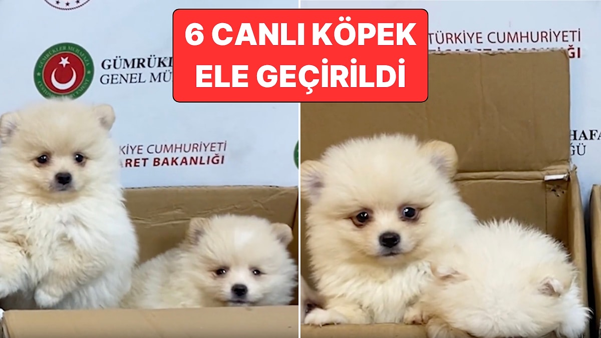 Kapıkule'de Ülkemize Yasa Dışı Yollarla Sokulmaya Çalışılan 6 Pomeranian Cinsi Köpek Ele Geçirildi