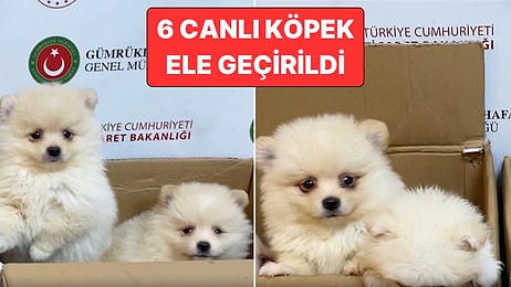 Kapıkule'de Ülkemize Yasa Dışı Yollarla Sokulmaya Çalışılan 6 Pomeranian Cinsi Köpek Ele Geçirildi