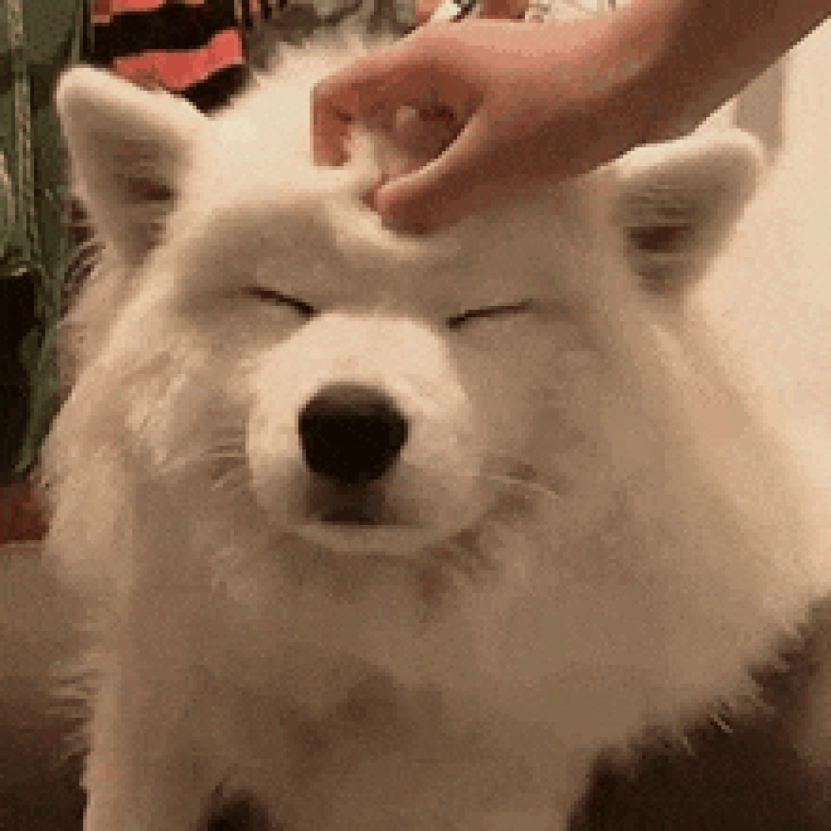 İyi ki Varlar: Hayatımızı Tamamlayan Köpeklerimizin Beslenmesini de Eksiksiz Kılmanın Yolları