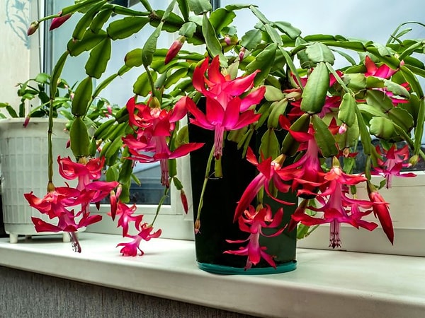 1. New Year's Blossom