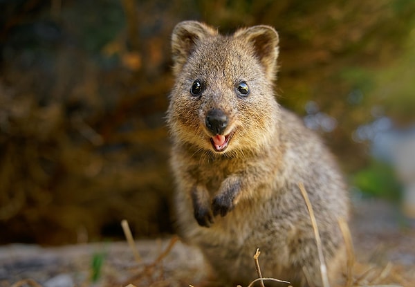 Quokkalar büyük ölçüde Batı Avustralya’da görülür