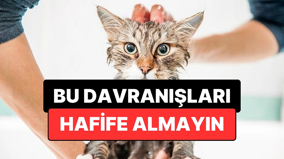 Veterinerler Uyardı: Kedinizin Bu 3 Davranışı Ciddi Bir Sorunun Habercisi Olabilir