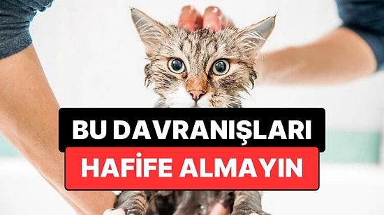 Veterinerler Uyardı: Kedinizin Bu 3 Davranışı Ciddi Bir Sorunun Habercisi Olabilir
