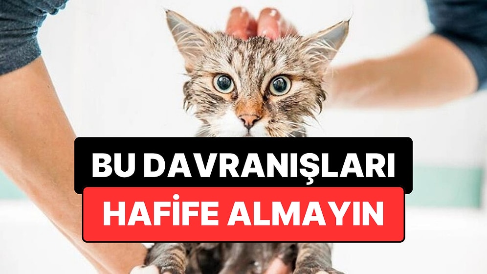 Veterinerler Uyardı: Kedinizin Bu 3 Davranışı Ciddi Bir Sorunun Habercisi Olabilir
