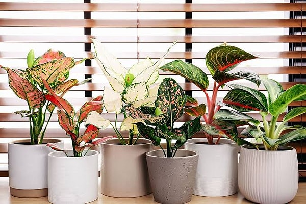 5. Çin Evergreeni (Aglaonema): Feng Shui’nin Şans Getiren Mucizesi