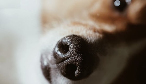 9. Köpeklerin Burun İzleri de Parmak İzi Gibi Benzersizdir