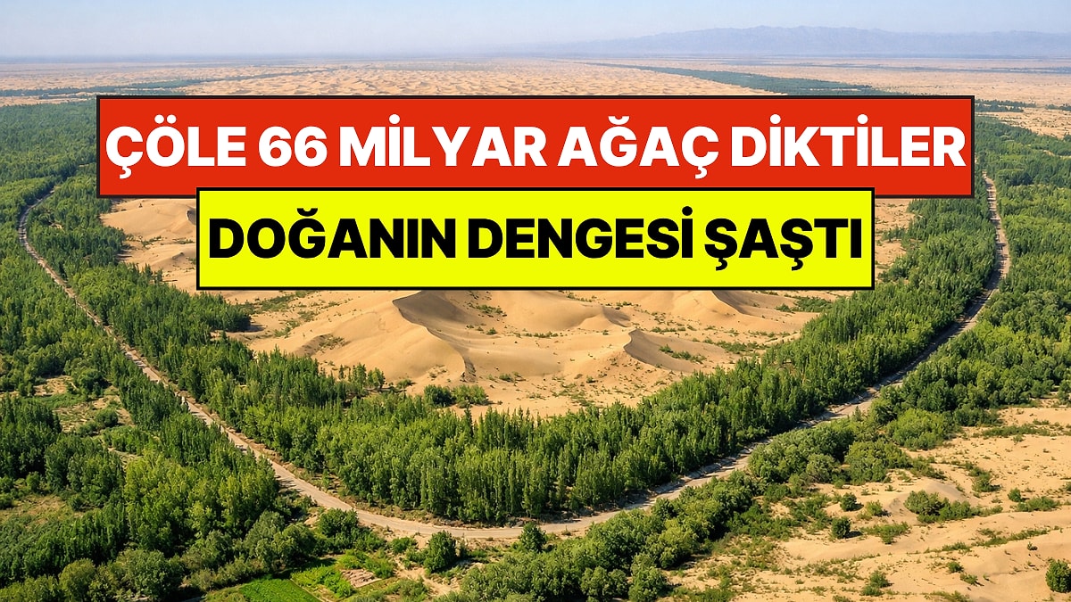 Çölün Ortasına 66 Milyar Ağaç Diktiler: Doğanın Dengesi Şaştı, Hızına Yetişilemiyor