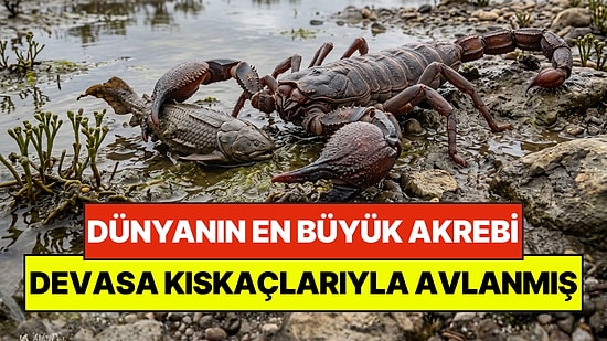 1 Metrelik Dev Akrep, 415 Milyon Yıl Önce 16 Santimetrelik Kıskaçlarıyla Avlanmış