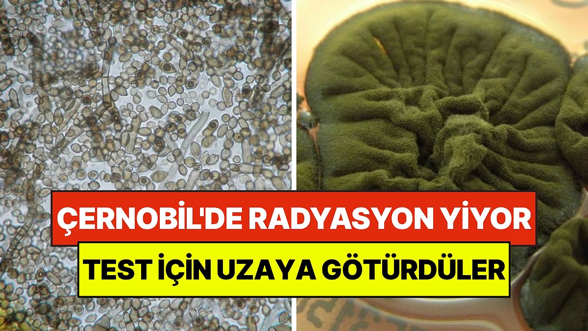 Çernobil'deki Radyasyon Yiyen Mantar Uzayda Test Edildi