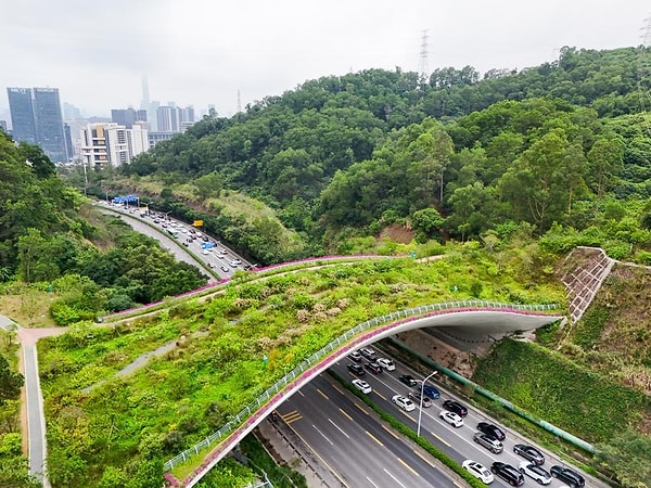 Çin’in Shenzhen kentinde yapılan ekolojik köprüler, şehirleşmenin yaban hayatı üzerindeki etkilerini azaltmayı hedefliyor