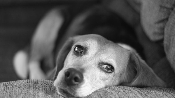 Köpekler hangi renkleri görür?