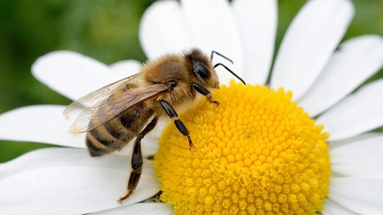 The Reason Bees Die After Stinging Has Been Revealed