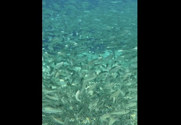 So, why would a school of fish be spotted so close to the shore?