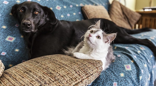 8. Bringing a Pet Without Permission