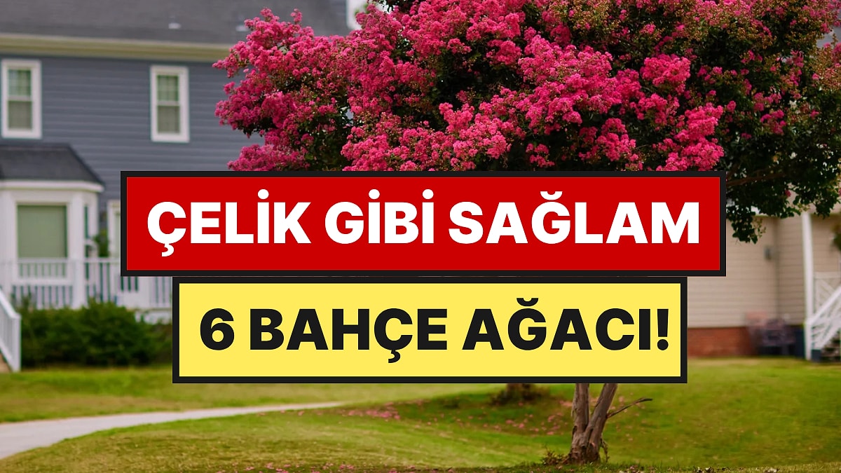 Bir Kez Dikiliyor, Yıllarca Ayakta Kalıyor: En Dayanıklı 6 Ağaç