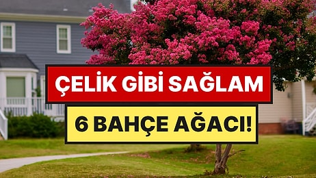 Bir Kez Dikiliyor, Yıllarca Ayakta Kalıyor: En Dayanıklı 6 Ağaç