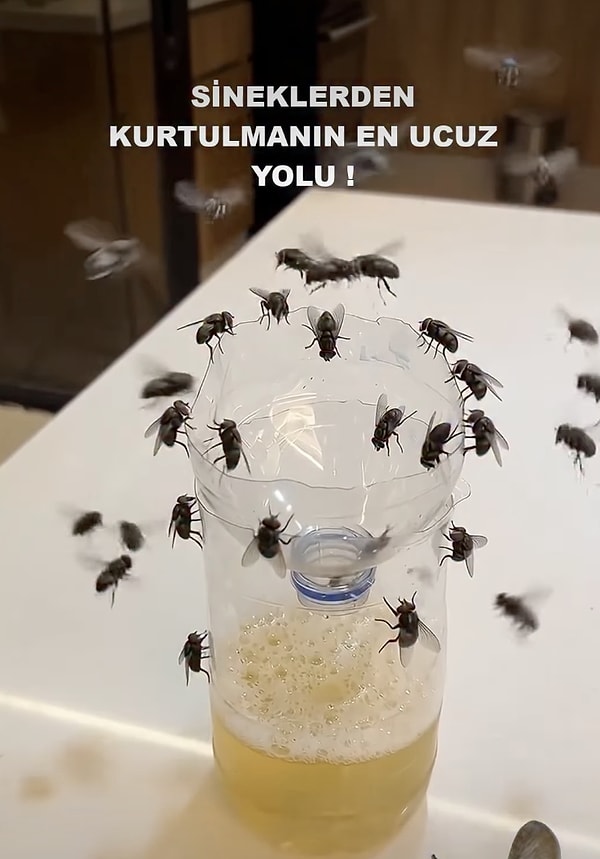 Yapay Zekanın Sivrisineklerden Kurtulmak İçin Önerdiği Pet Şişe Kapanı Nasıl Hazırlanır?