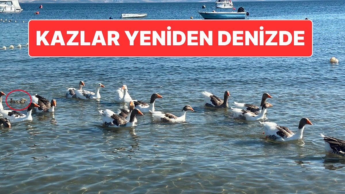 Geçen Sene Denize Girmemek Şartıyla Serbest Kalan Kazlar, Ördek Yavrusu Sahiplenerek Yeniden Denizle Buluştu