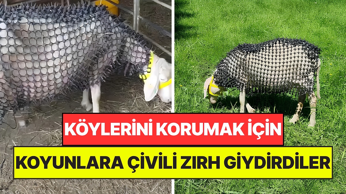Koyunlara Çivili Zırh Giydirdiler: Köylerine Musallat Olan Beladan Kurtulmaya Çalışıyorlar